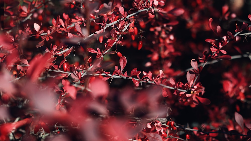 Fotografia Bokeh de planta de folhas vermelhas