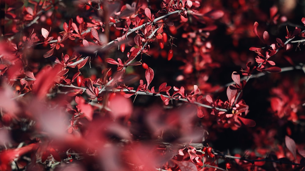 bokeh photography of red-leafed plant