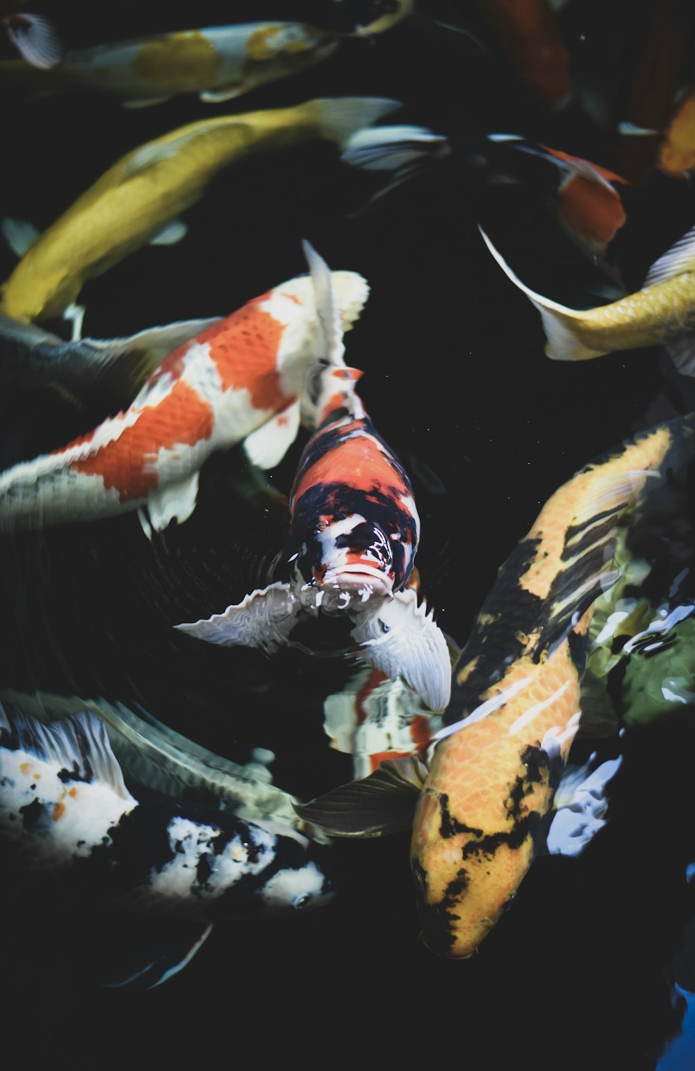 Schwarm verschiedenfarbiger Koi-Fische