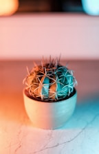 shallow focus photography of green cacti