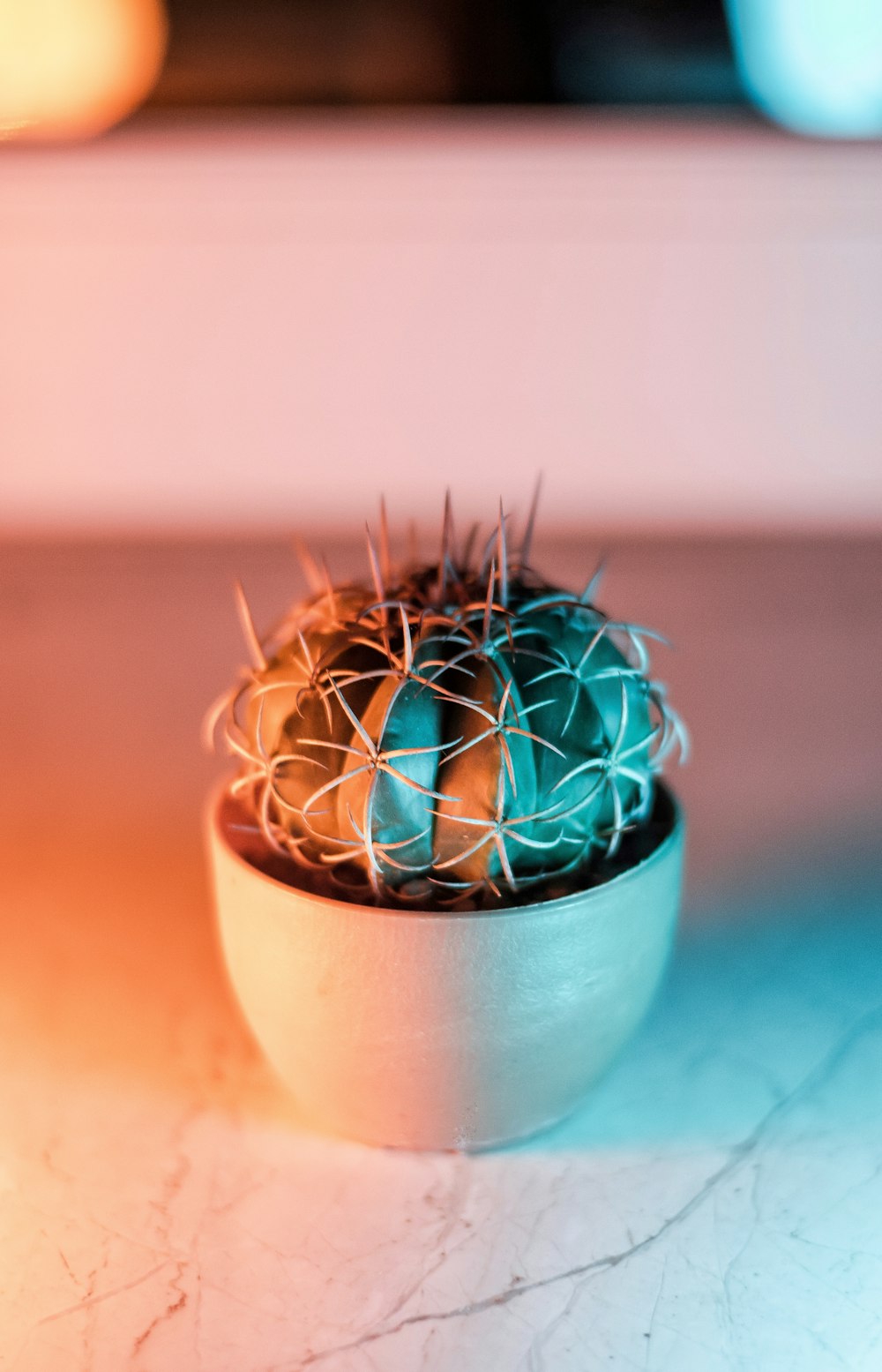 Fotografía de enfoque superficial de cactus verdes