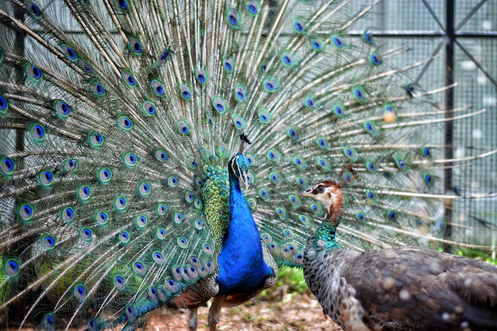 peacock and pea hen standing on brown ground