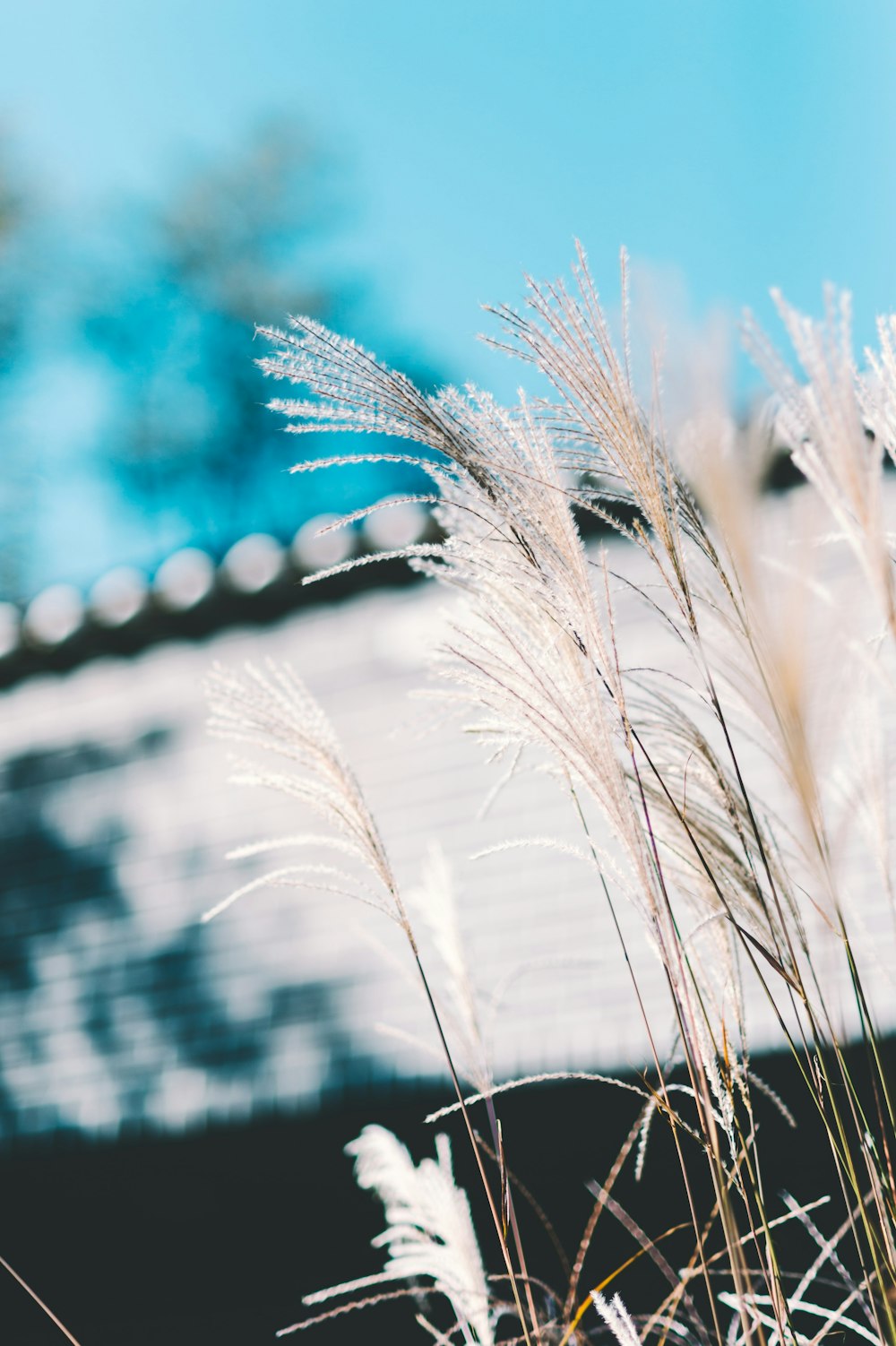 selective focus photography of brown grass near house