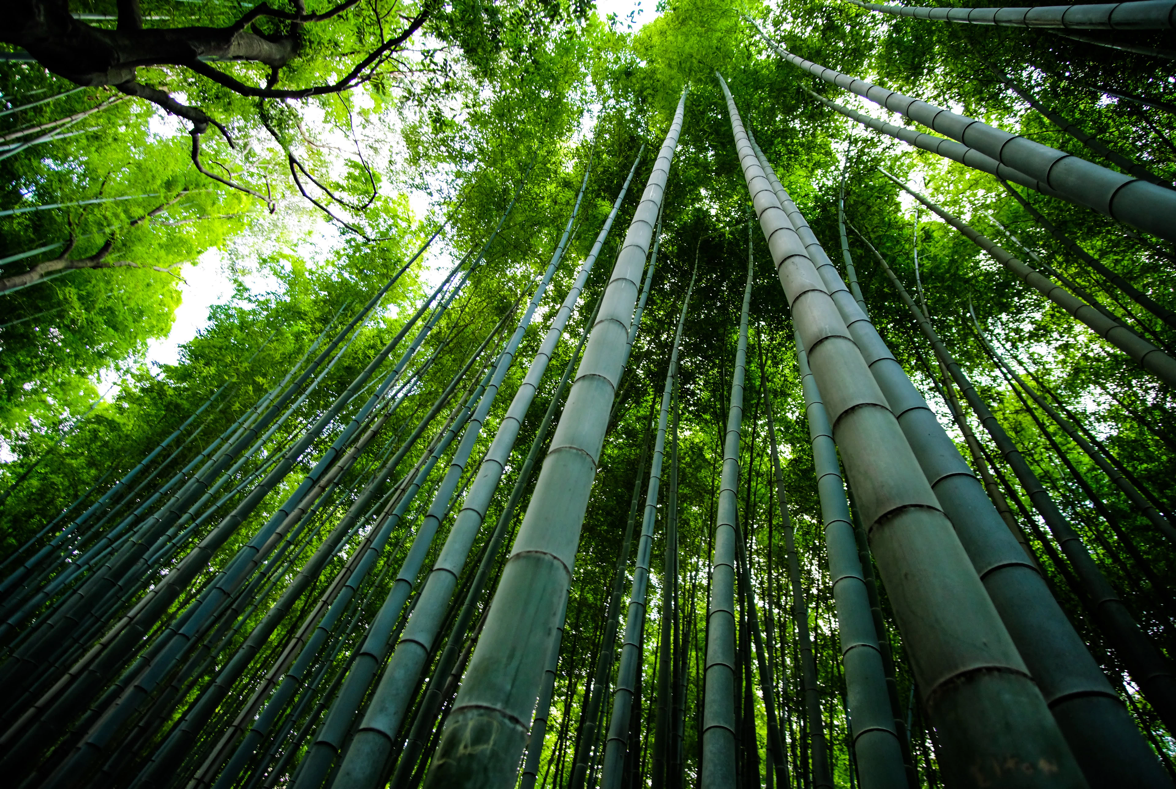 Kyoto Travel Guide: Temples, Seasons, and How to Time Your Trip