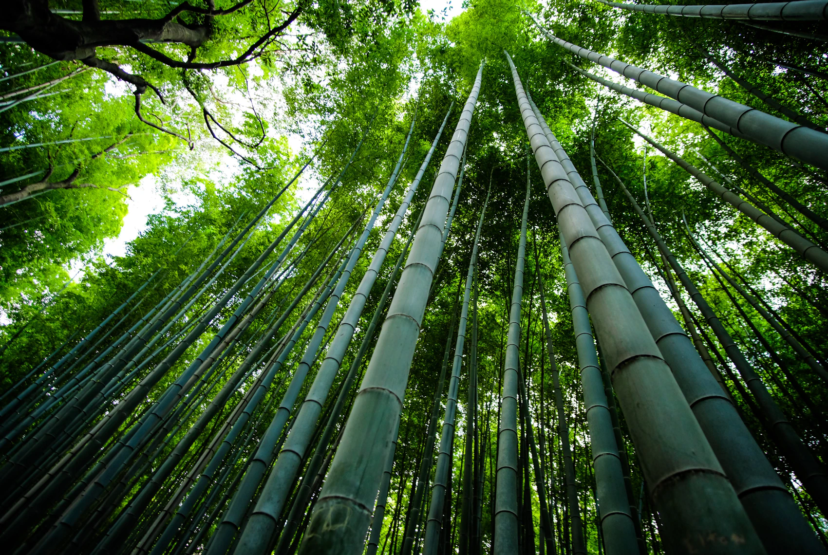 Tall green bamboo rising through the Arashiyama grove in Kyoto