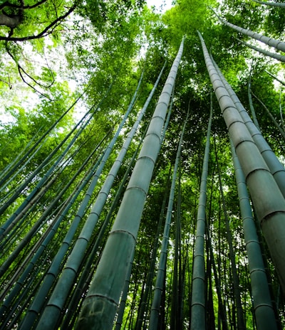 bamboo trees scenery