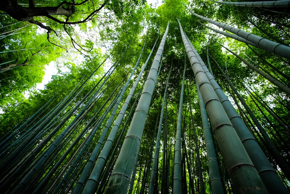 cenário de árvores de bambu