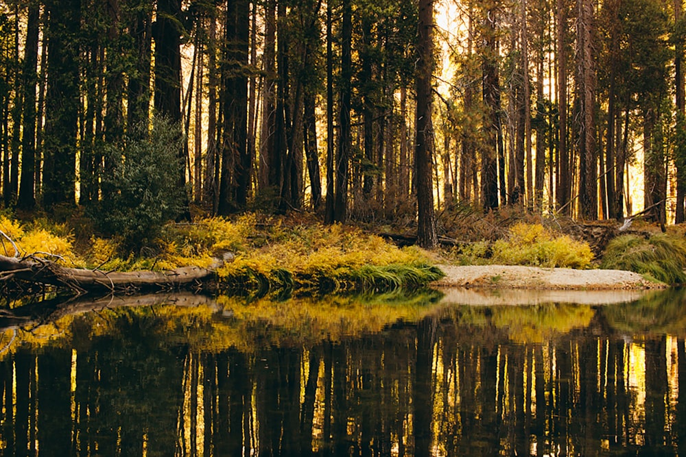 forest and swamp