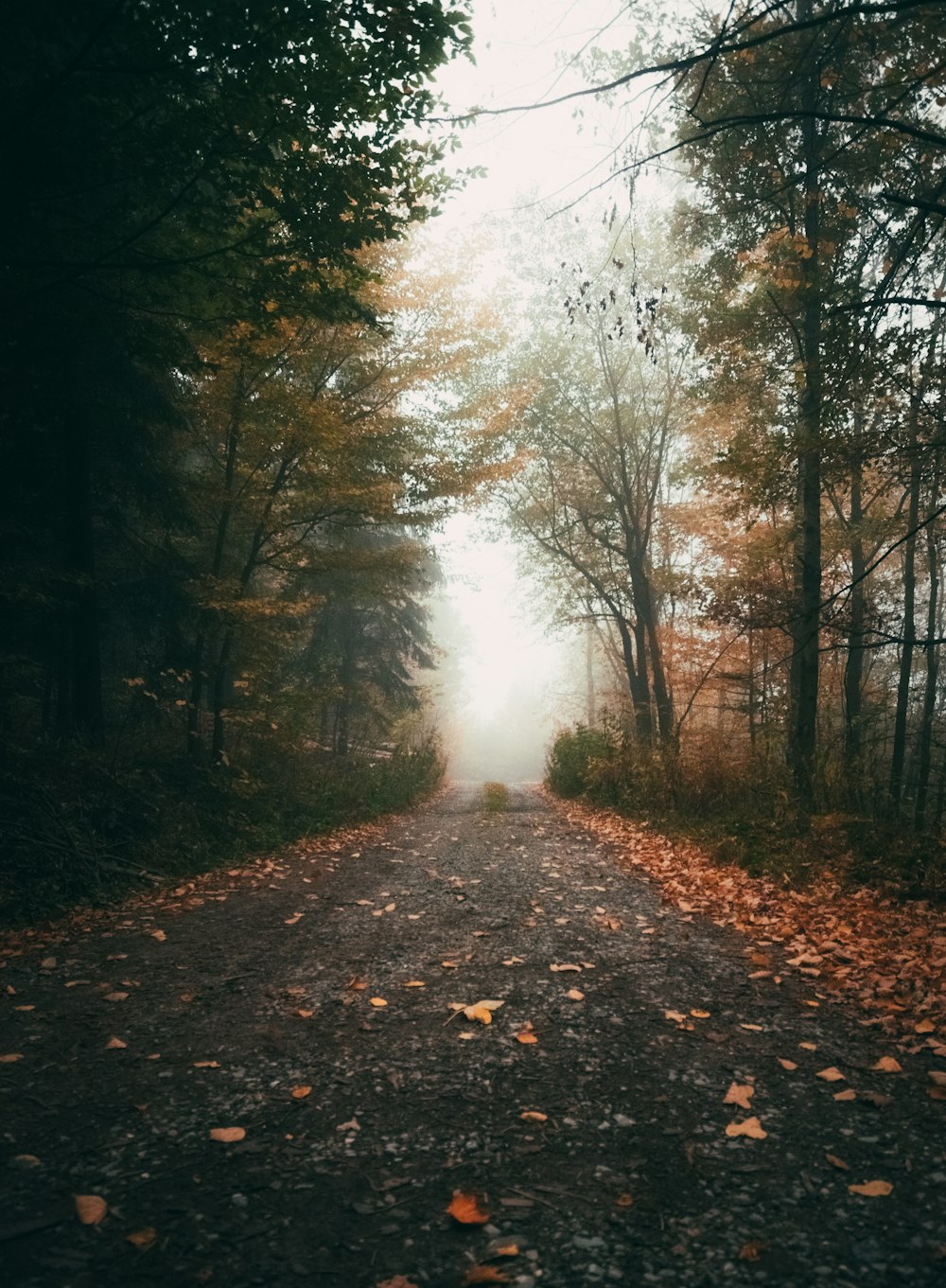 road through forest