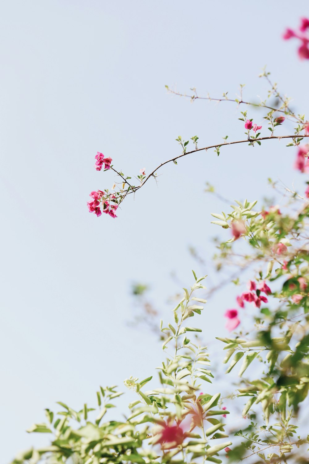 bokeh photography of green-leafed plant with pink flowers