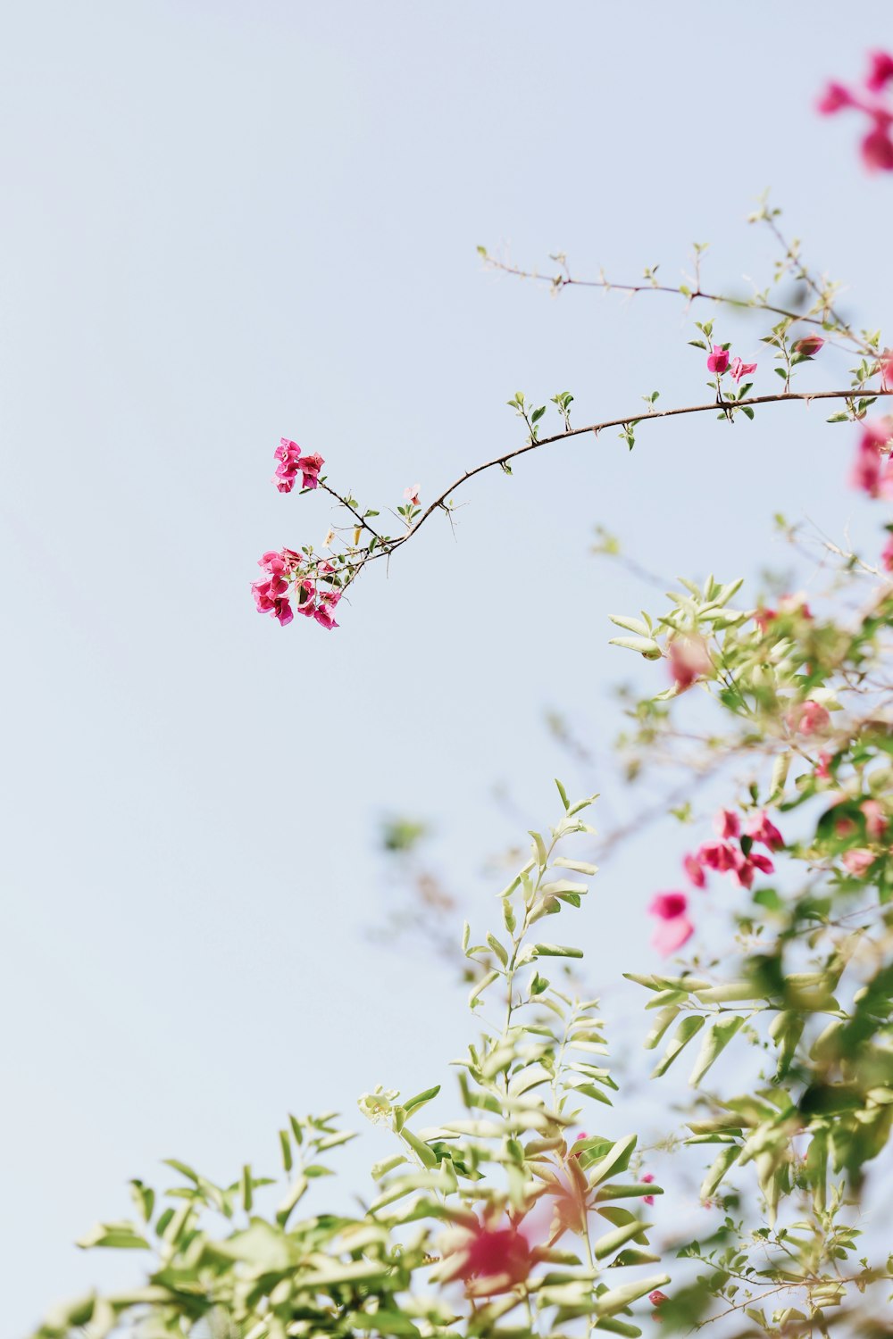 Fotografía bokeh de planta de hojas verdes con flores rosadas