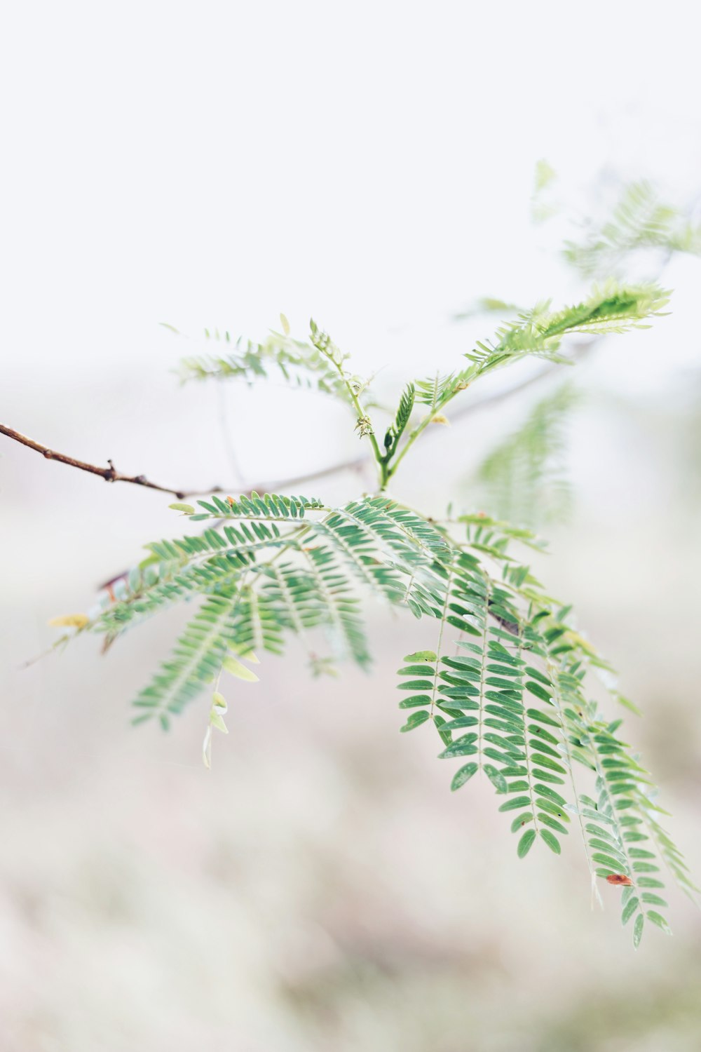 Fotografia de Bokeh de planta de folhas verdes