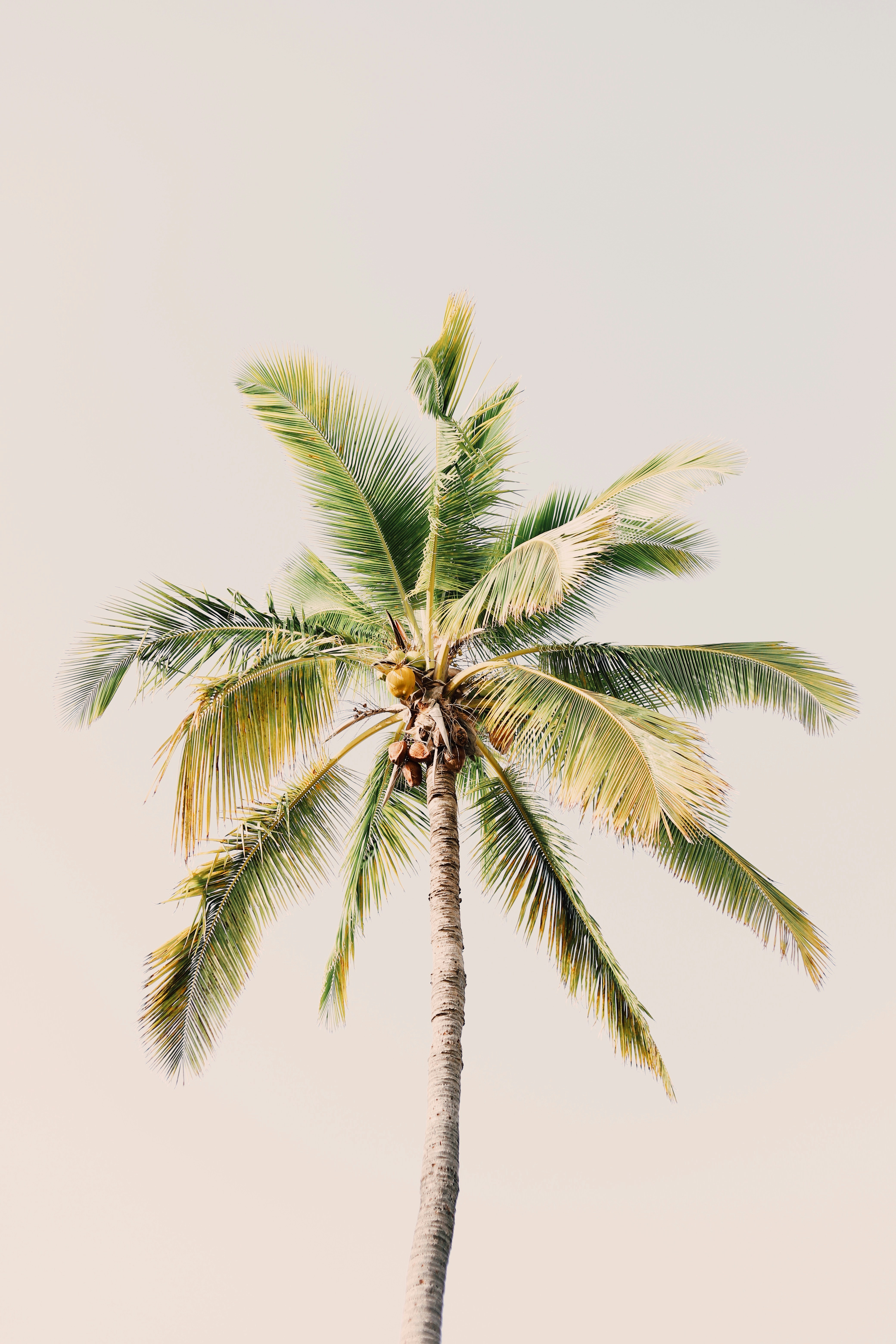 coconut tree