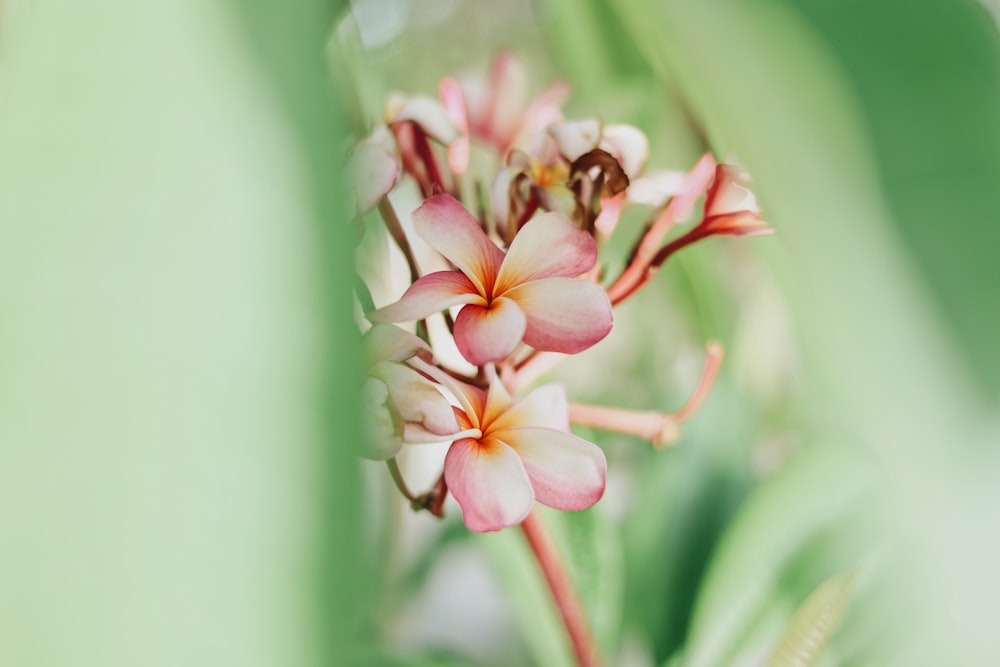 selective focus photography of pink petaled flowers