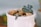 A small, rosette-shaped succulent plant grows amidst light brown stones in a white ceramic pot. The background is blurred, suggesting an indoor setting, with muted colors that bring attention to the plant's green and purple leaves.