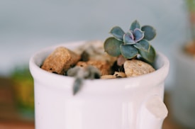 A small, rosette-shaped succulent plant grows amidst light brown stones in a white ceramic pot. The background is blurred, suggesting an indoor setting, with muted colors that bring attention to the plant's green and purple leaves.