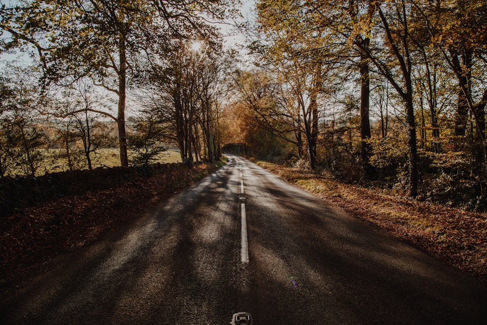 graue Asphaltstraße, umgeben von Bäumen, Weglandschaft