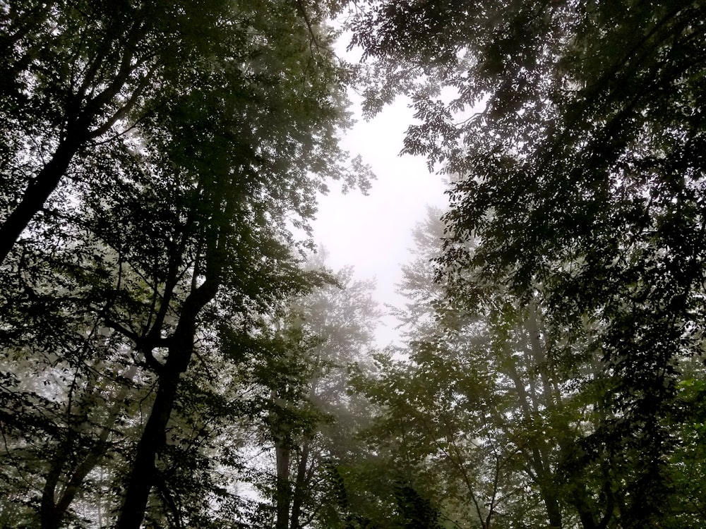 green-leafed trees during daytime