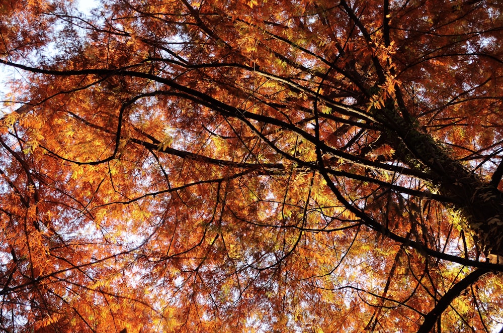 orange tree during daytime