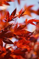L'automne et la Trame à Gaillac