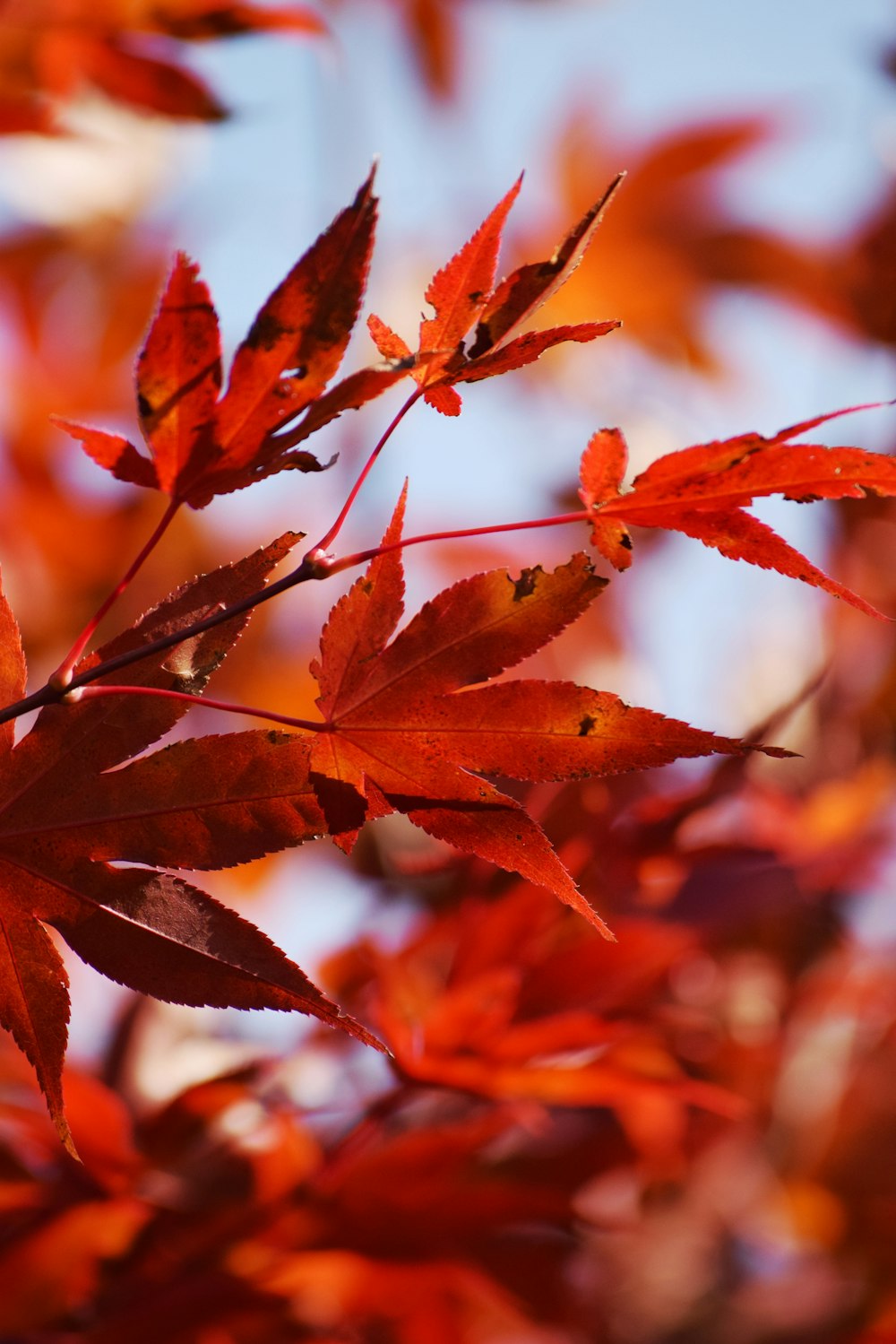 茶色のカエデの木の葉