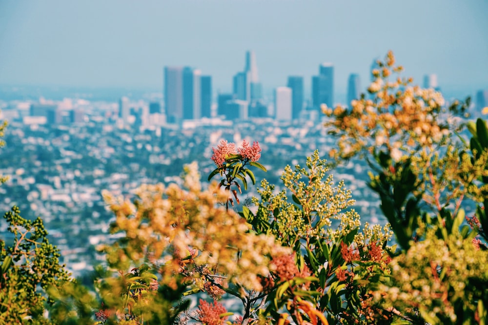 garden view with overlooking cityscape