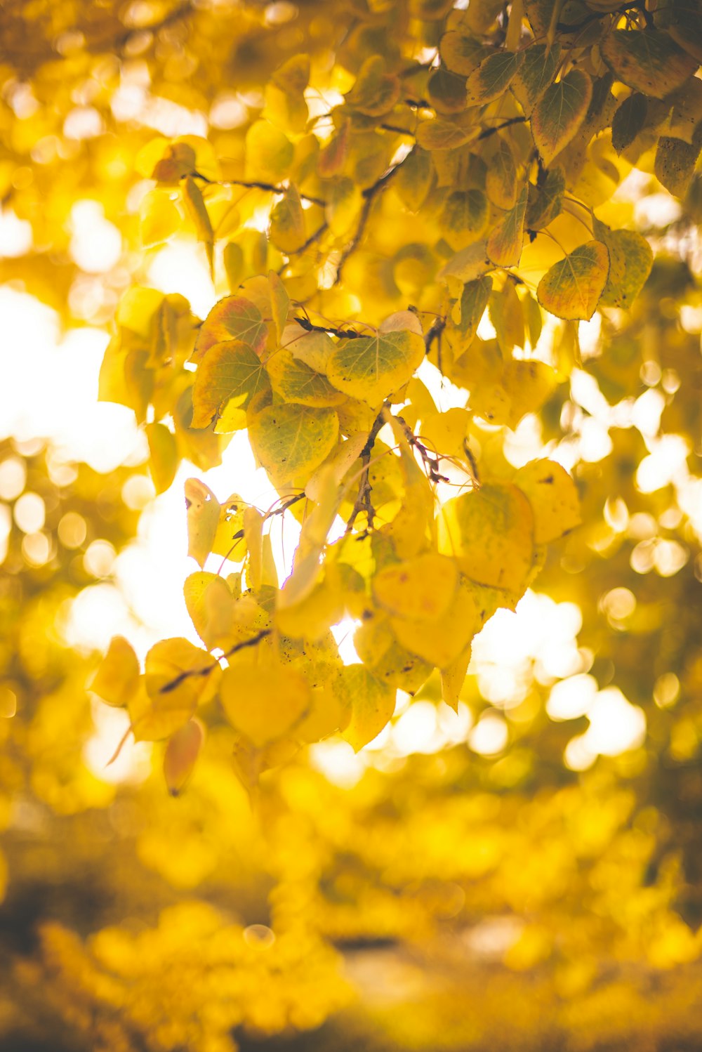 arbres à feuilles brunes