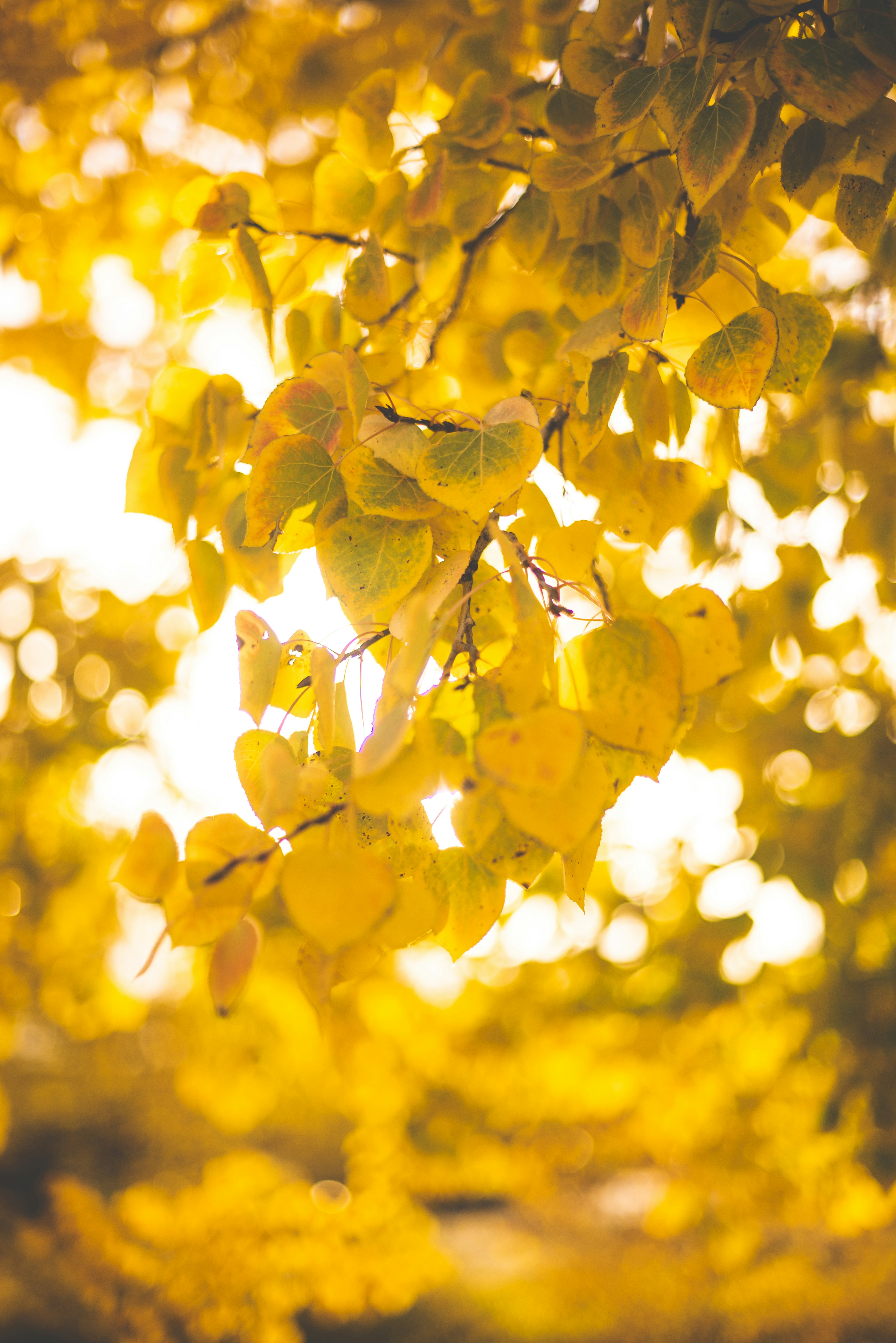 Fall Leaves