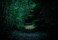 A shadowy forest path under a moonlit sky, capturing the mysterious atmosphere of nocturnal tales.