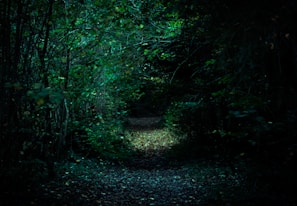 A shadowy forest path illuminated by faint, eerie lights under a crescent moon.
