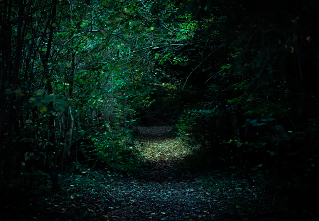 A shadowy forest path illuminated by flickering lantern light.