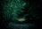 A dark, eerie forest path illuminated by a faint moonlight, creating a suspenseful atmosphere.
