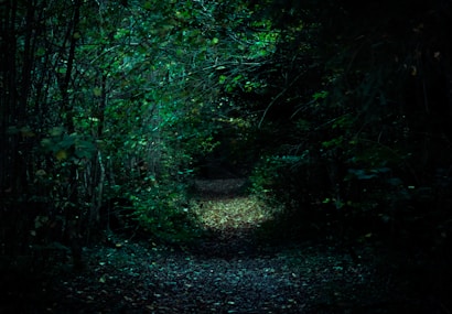 A dark forest pathway surrounded by dense, overhanging trees and foliage. The path is faintly illuminated with some light filtering through the leaves, creating a mysterious and eerie atmosphere.
