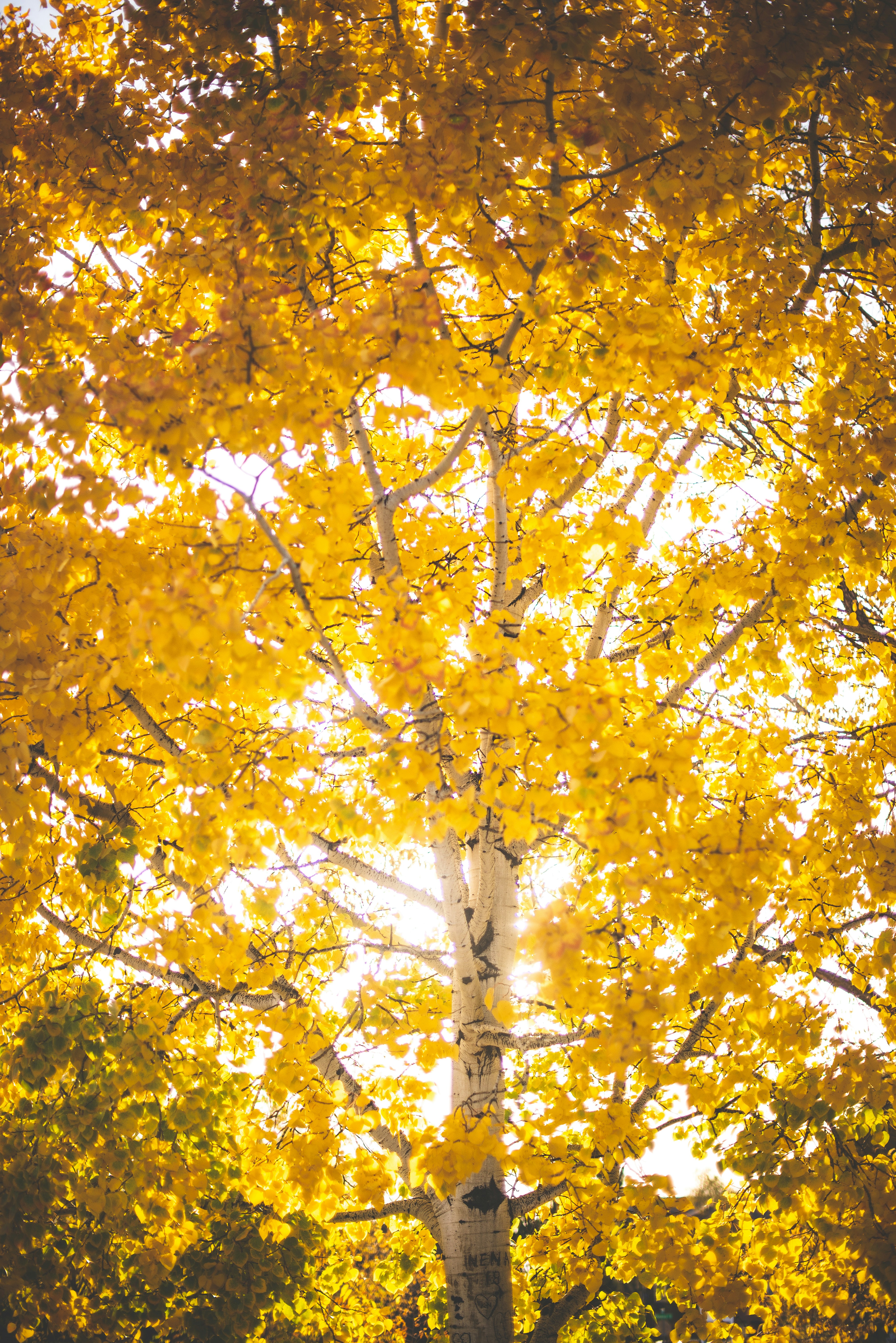 Photo by jasminecoro