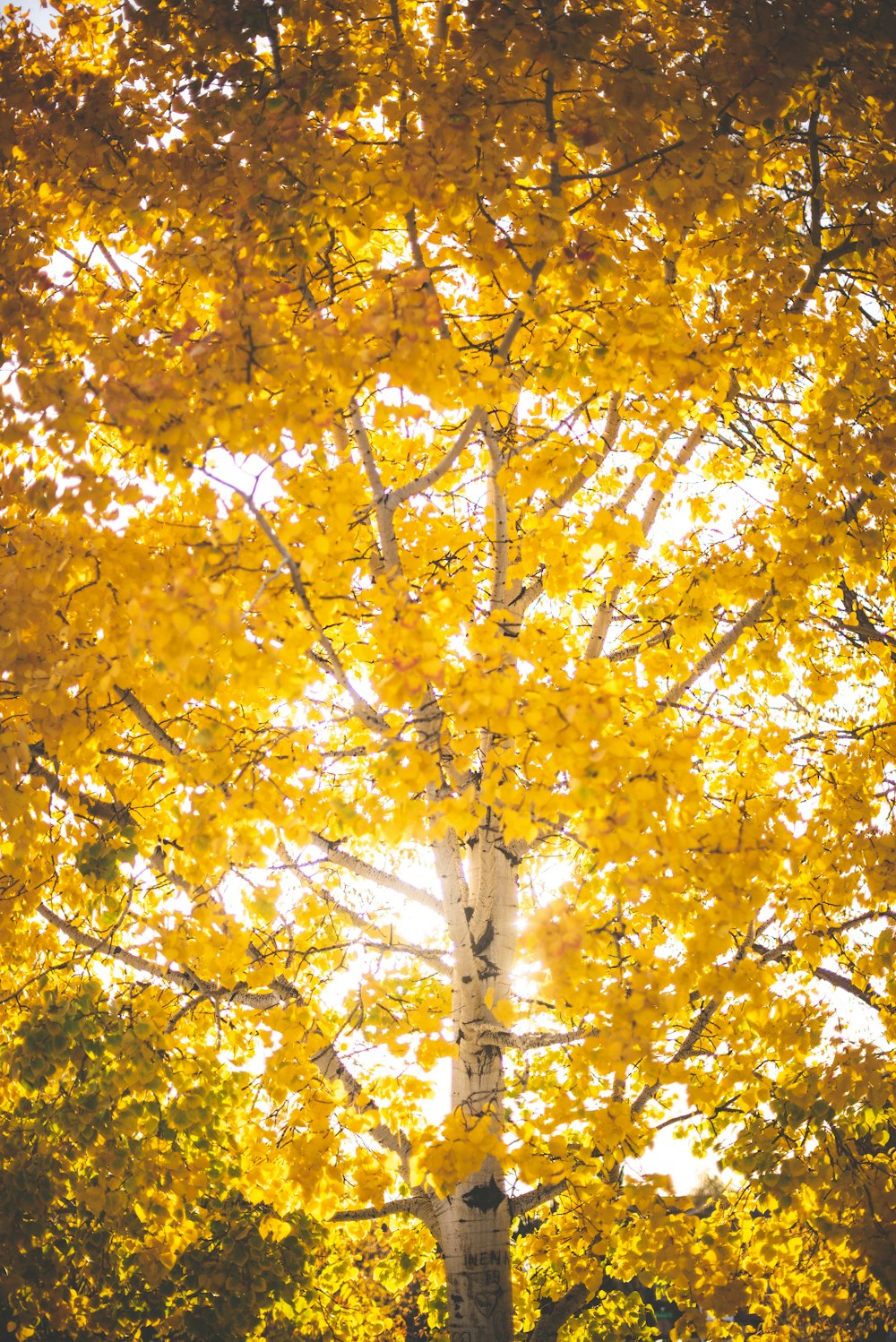 yellow-leaf tree