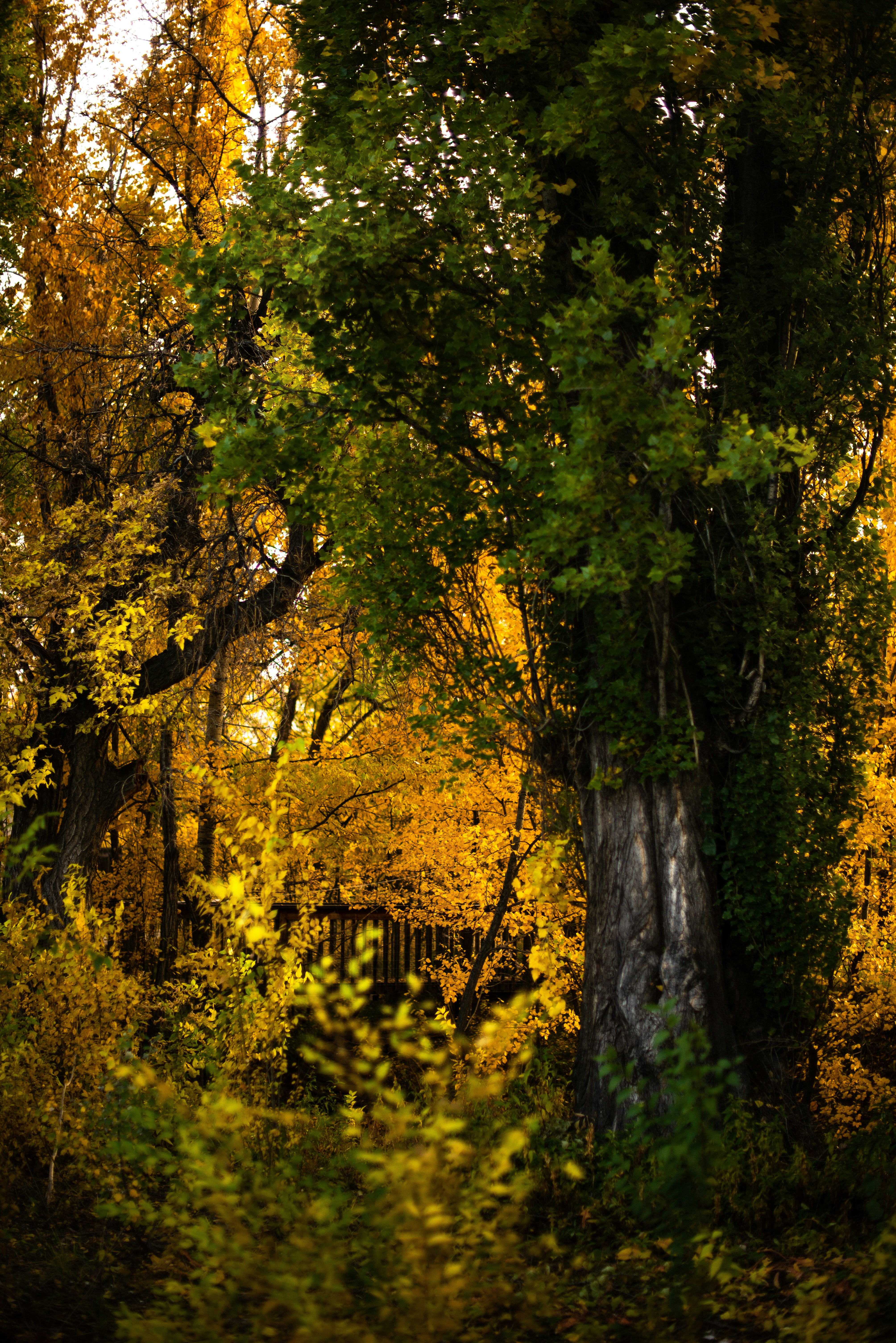 Photo by jasminecoro