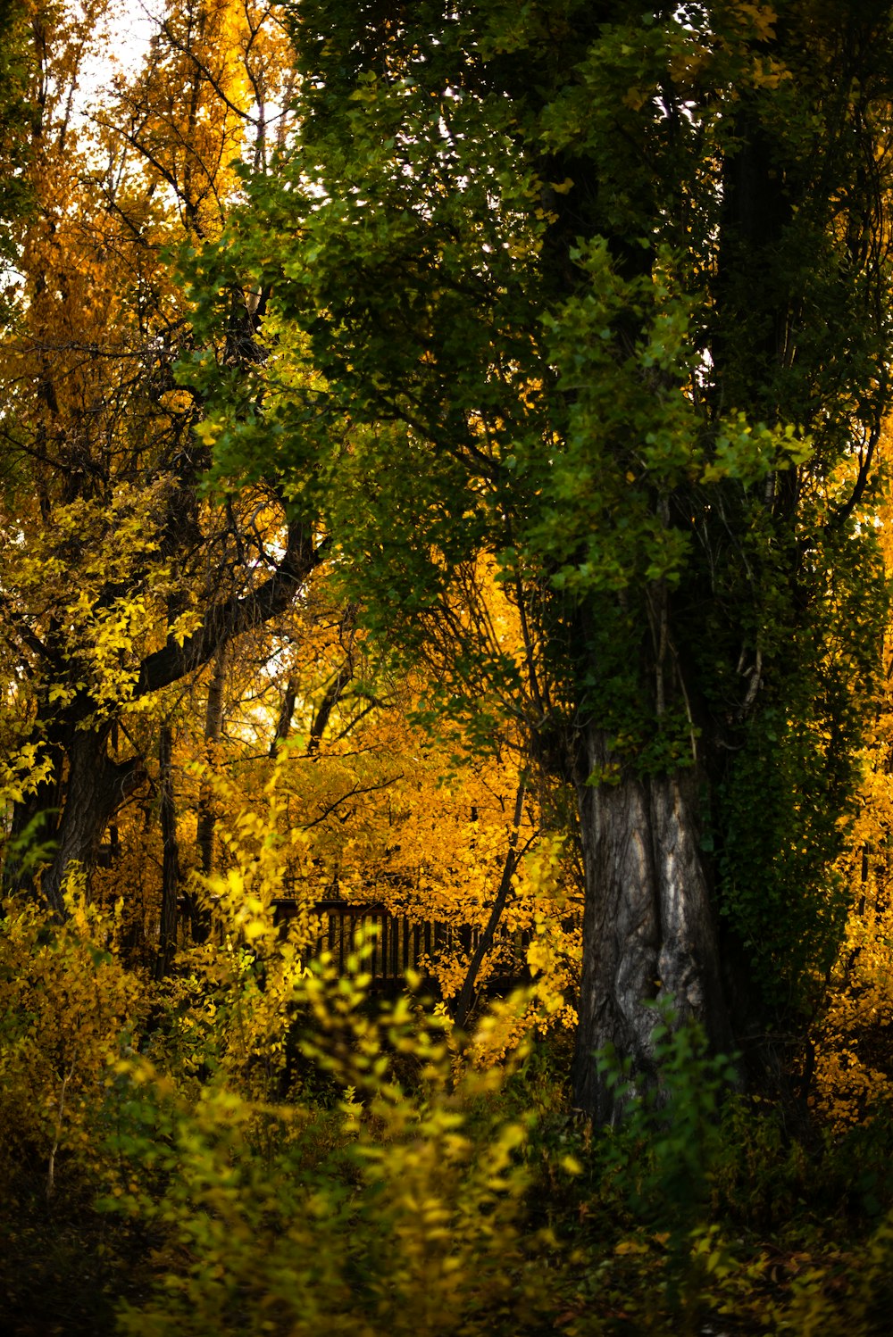 green trees during daytime