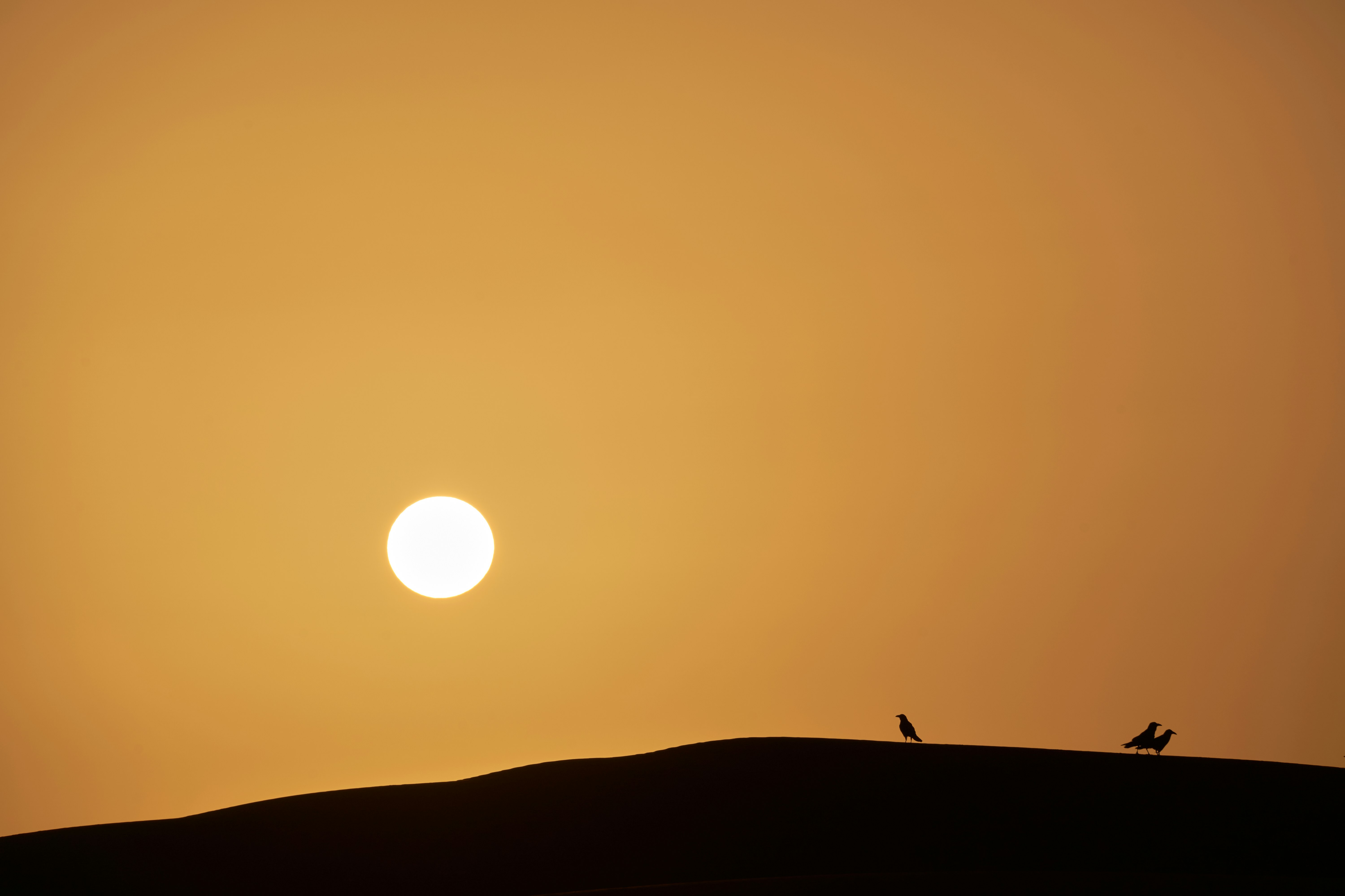 silhouette photography of birds