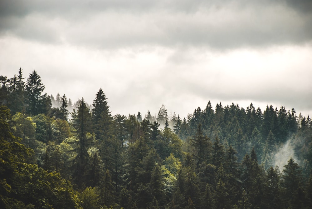 green pine trees foggy scenery