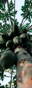 low angle photo of papaya fruits