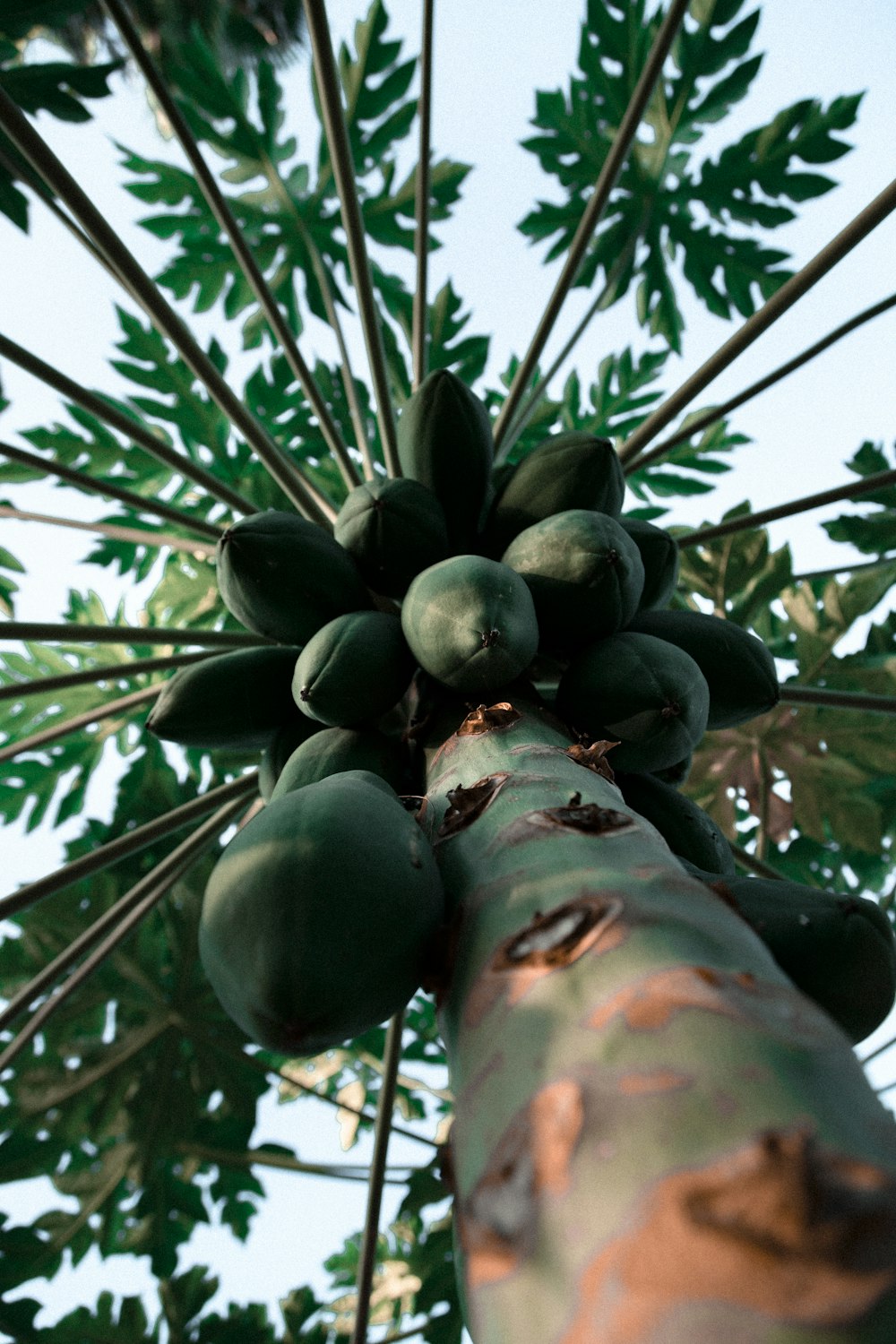 low angle photo of papaya fruits