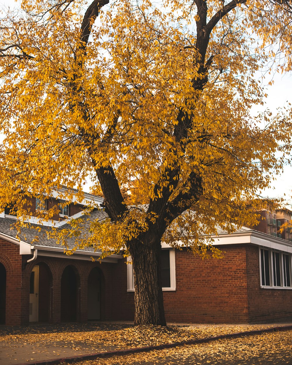 yellow plant beside house