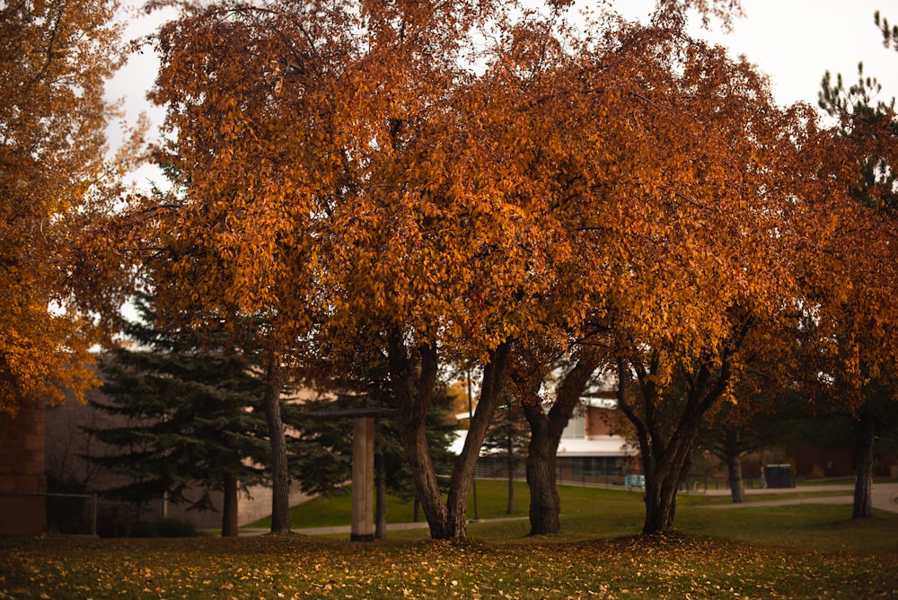 brown trees beside road