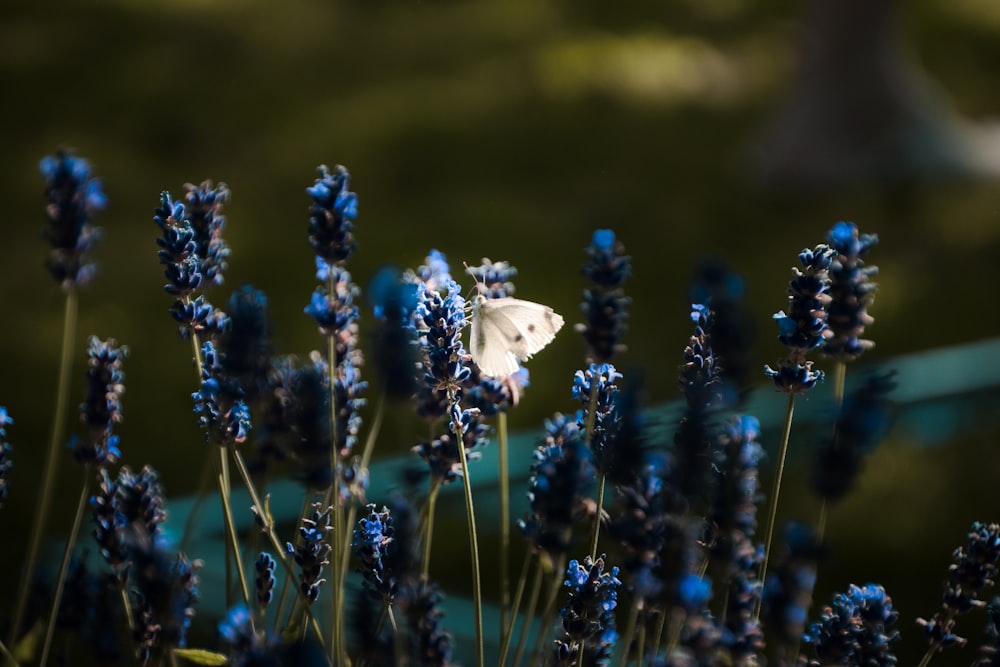 white butterfly on blue flower