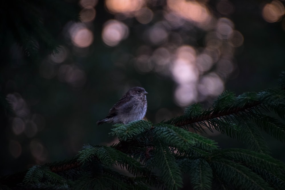 selective focus photography of brown bird perched on green pine tree