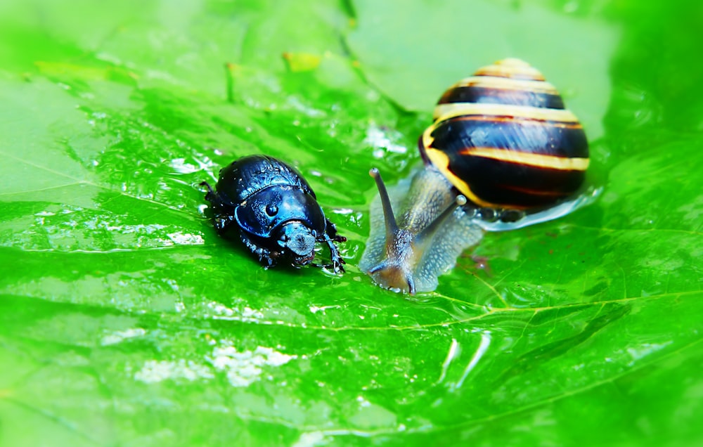 snail and dung beetle on green leaf