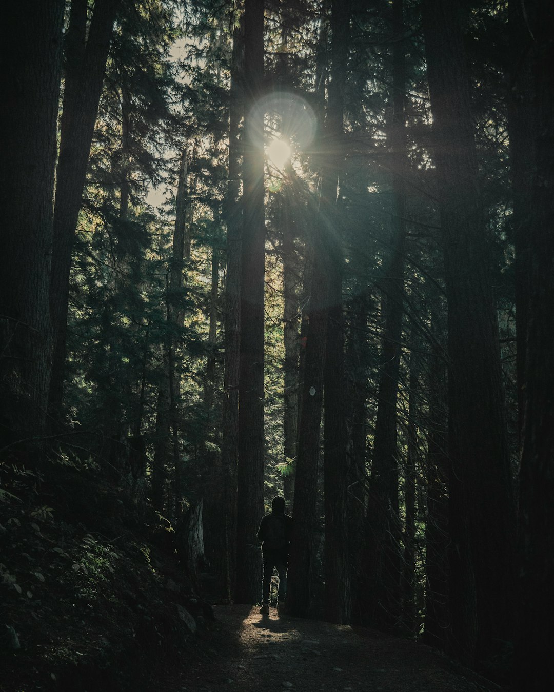 Forest photo spot Garibaldi Lake Whistler