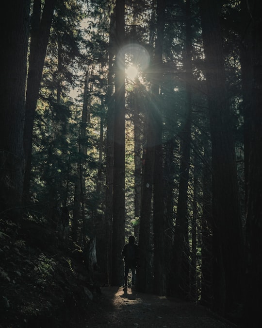 person standing on woods in Garibaldi Lake Canada