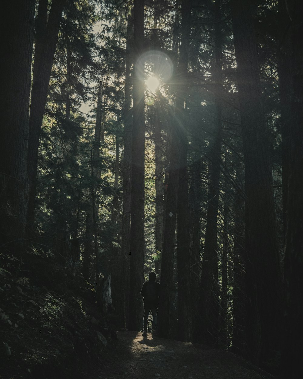 Persona de pie sobre el bosque