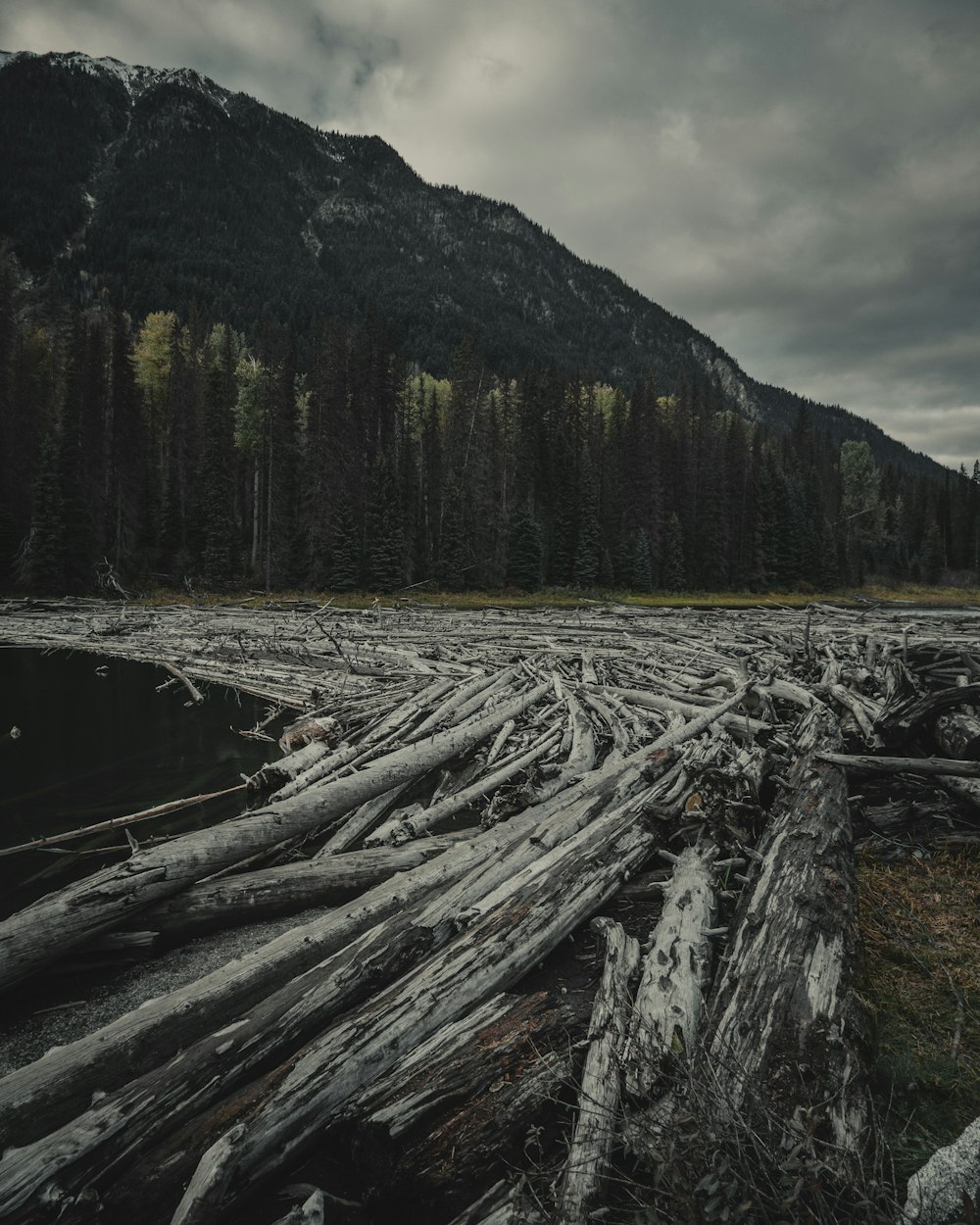 trees and mountain peak